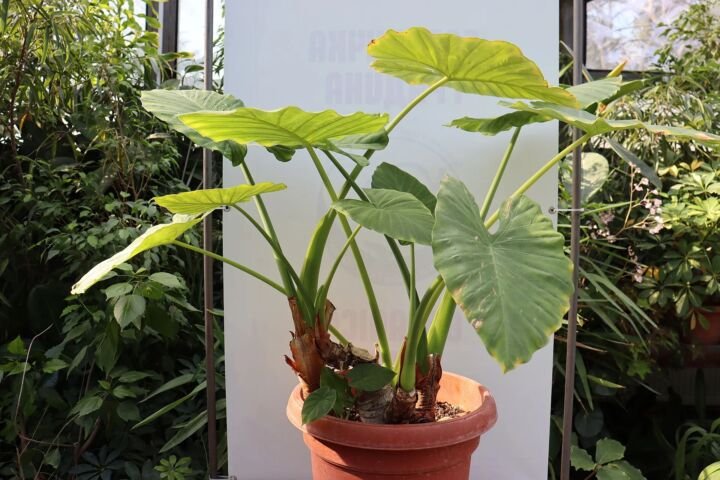 Alocasia 'Odora'