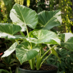 Alocasia 'Odora Variegata' – foto della pianta