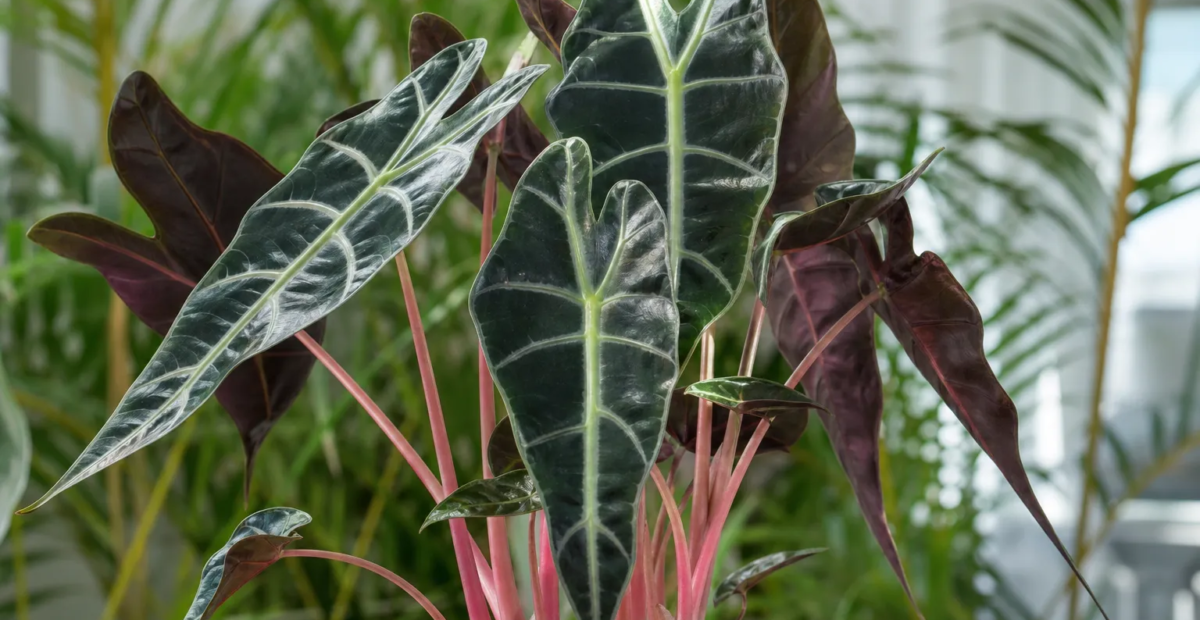 Alocasia 'Pink Dragon' – plant photo