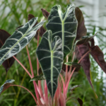 Alocasia 'Pink Dragon' – foto della pianta