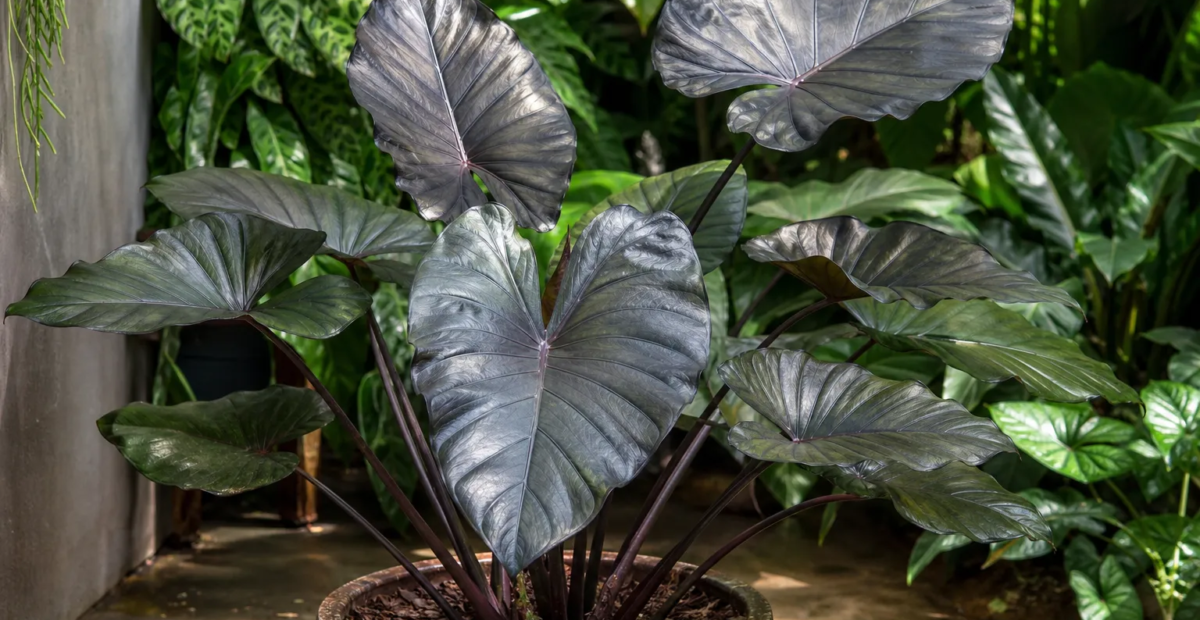 Alocasia 'Plumbea Metallica' – plant photo