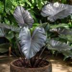 Alocasia 'Plumbea Metallica' – foto della pianta