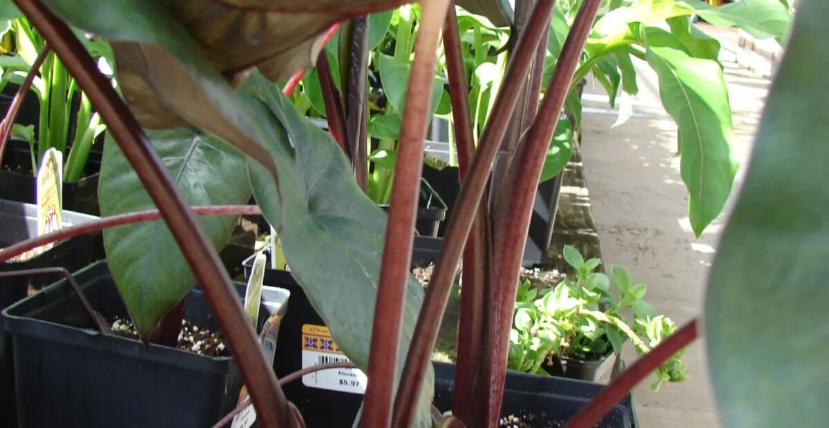 Alocasia 'Plumbea Nigra' – plant photo