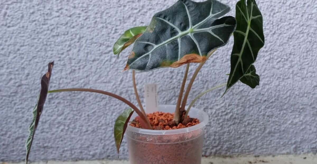 Alocasia 'Polly' – plant photo