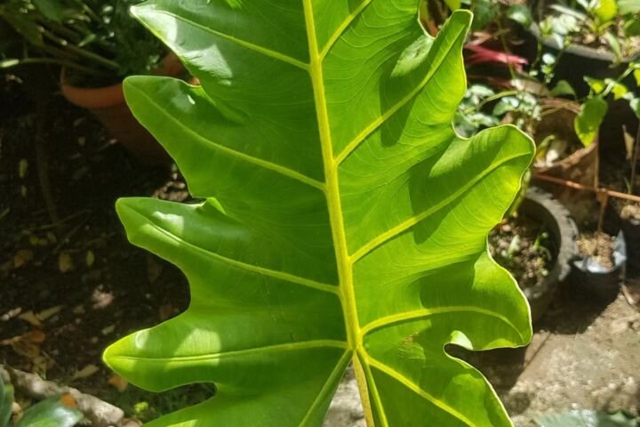 Alocasia portei