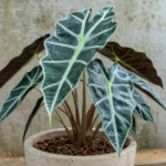 Alocasia reginae – foto della pianta