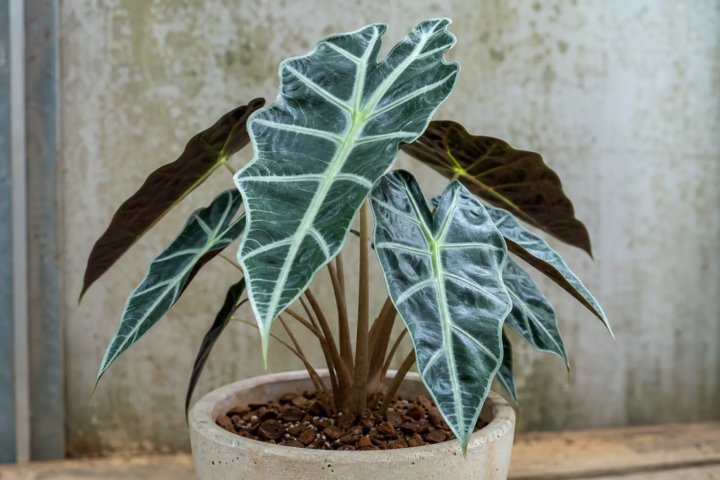 Alocasia reginae