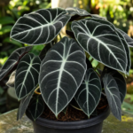 Alocasia 'Reginula Ninja' – foto della pianta