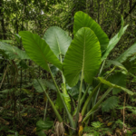 Alocasia robusta – foto della pianta