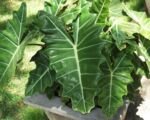 Alocasia sanderiana: guida alla cura