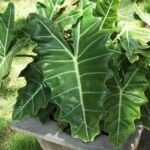 Alocasia sanderiana – plant photo