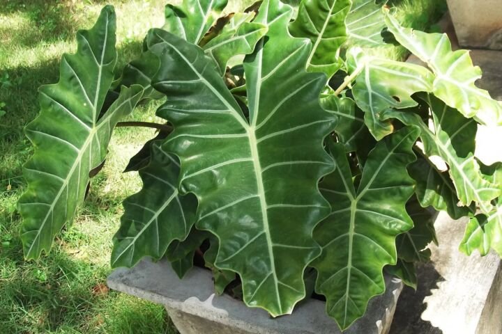 Alocasia sanderiana
