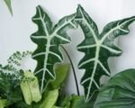 Nobilis (Alocasia sanderiana ‘Nobilis’)