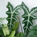Alocasia sanderiana 'Nobilis' – foto della pianta