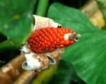 Guida alla cura di Alocasia sarawakensis