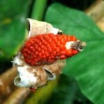 Alocasia sarawakensis – foto della pianta