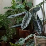 Alocasia 'Scalprum' – foto della pianta