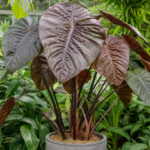 Alocasia 'Serendipity' – foto della pianta