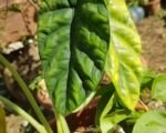 Alocasia sinuata: guida alla coltivazione