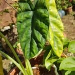 Alocasia sinuata – foto della pianta