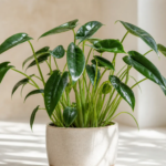 Alocasia 'Tiny Dancer' – foto della pianta