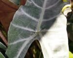 Guida alla cura di Alocasia watsoniana