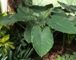 Guida alla coltivazione di Alocasia wentii