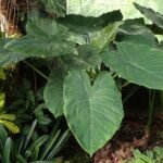 Alocasia wentii – foto della pianta