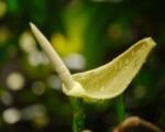 Alocasia zebra (Alocasia zebrina): guida alla coltivazione