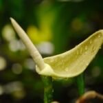 Alocasia zebra (Alocasia zebrina) – foto della pianta