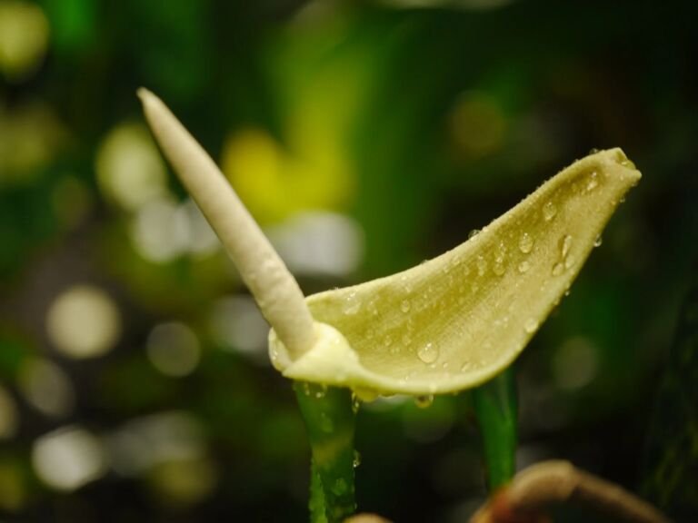 Alocasia zebra (Alocasia zebrina) – foto della pianta