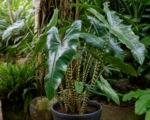 Alocasia zebrina ‘Tigrina Superba’: cura e coltivazione