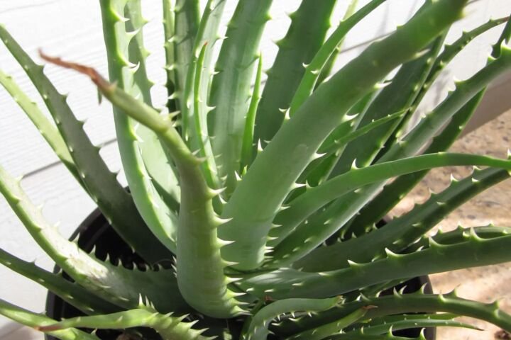 Aloe humilis