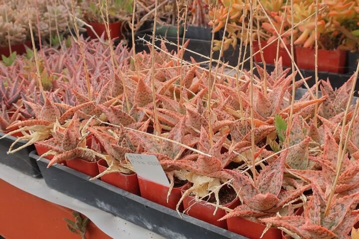 Aloe 'Pink Blush'