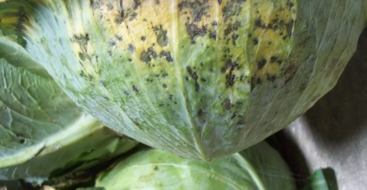 Alternariosi delle brassicacee
