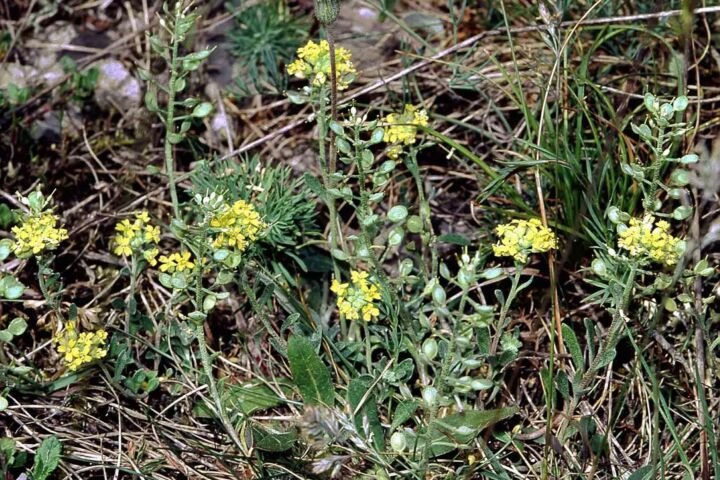 Alyssum montanum