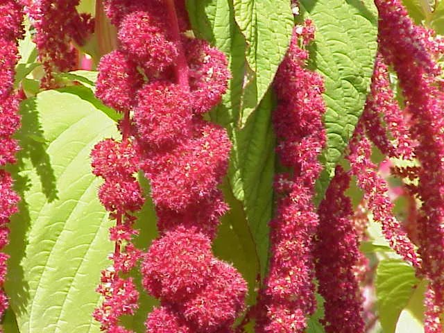 Amaranthus caudatus