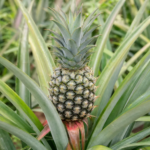 Ananas (Ananas comosus) – foto della pianta