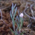 Andromeda polifolia – foto della pianta
