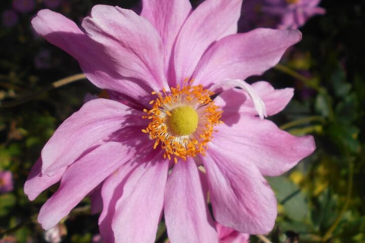 Anemone pamina