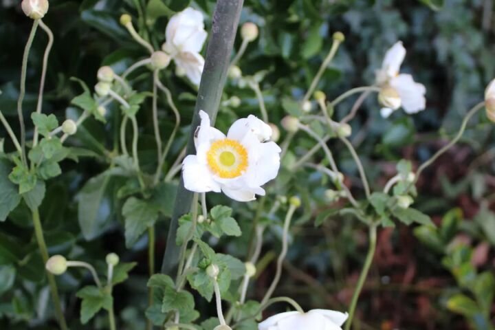 Anemone × hybrida 'Honorine Jobert'