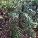 Angalowpalme (Archontophoenix cunninghamiana) – Pflanzenfoto