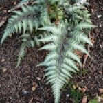 Anisocampium niponicum – foto della pianta