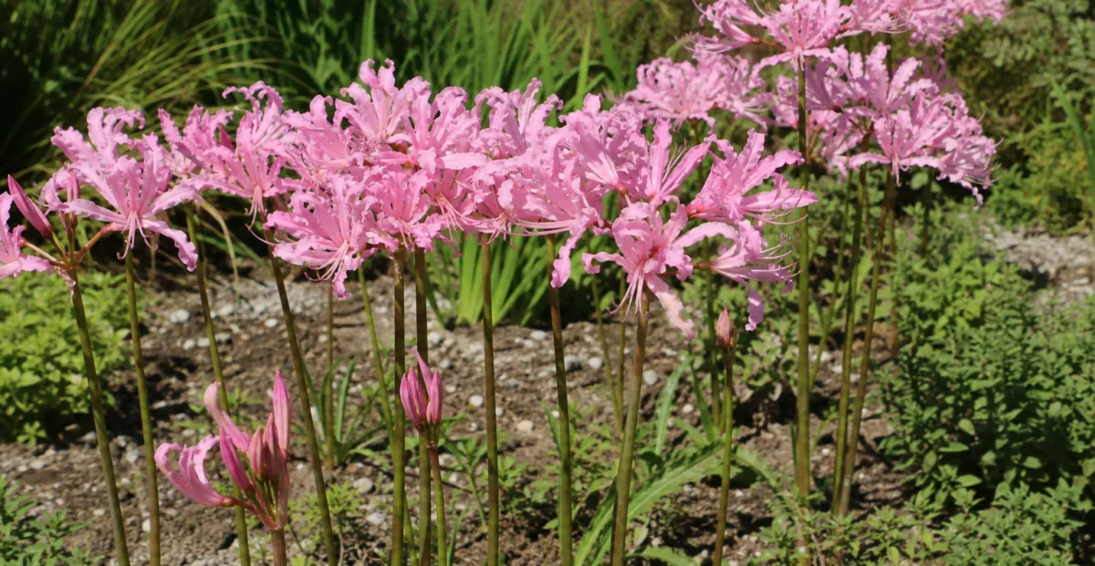Nerine bowdenii 'Aphrodite' – plant photo