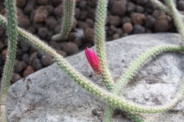Aporocactus flagelliformis
