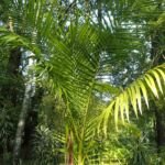 Archontophoenix alexandrae – fotografia rastliny