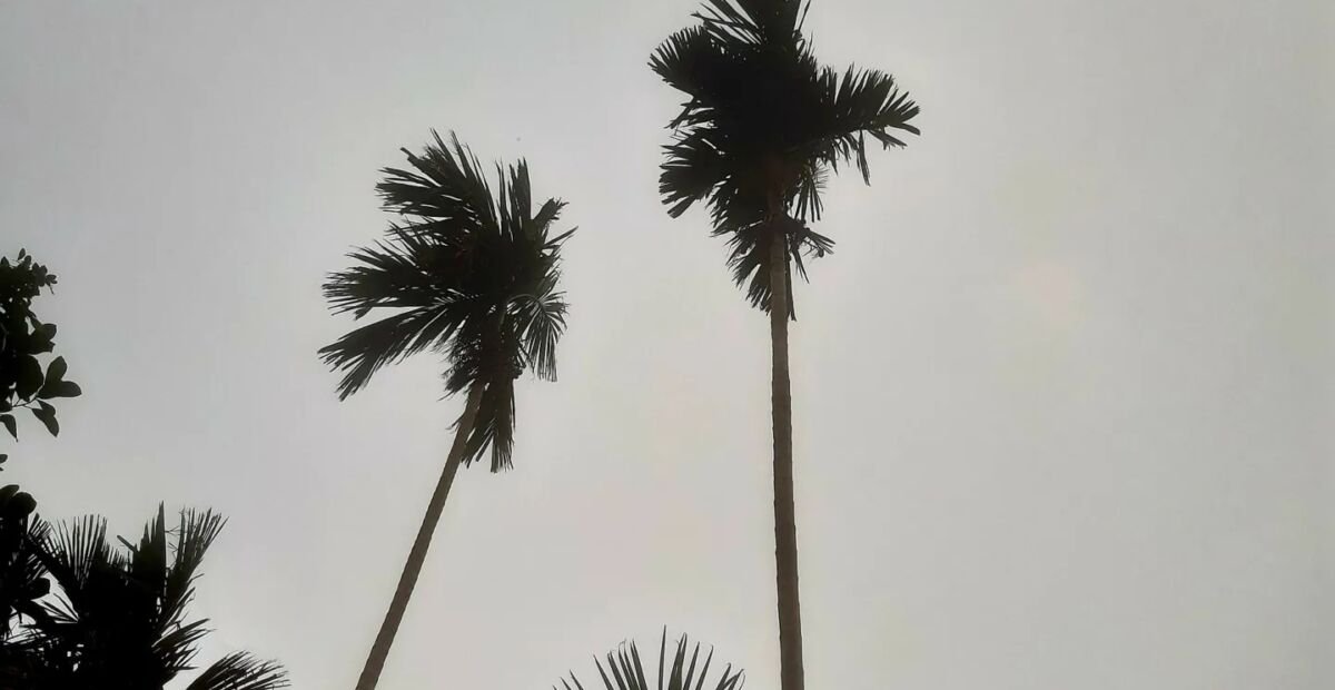 Areca catechu – plant photo