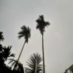 Areca catechu – zdjęcie rośliny