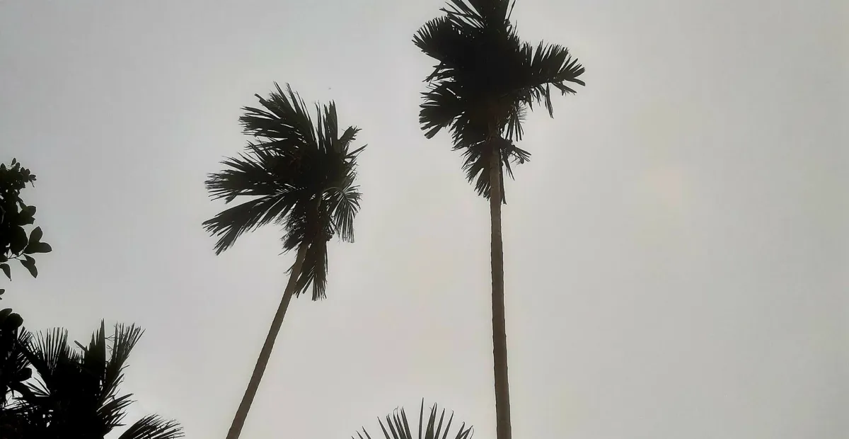 Betel Nut Palm (Areca catechu) – plant photo