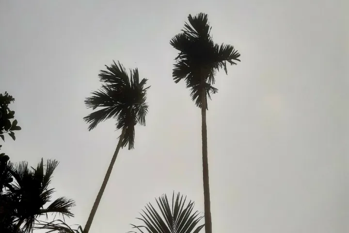 Areca catechu